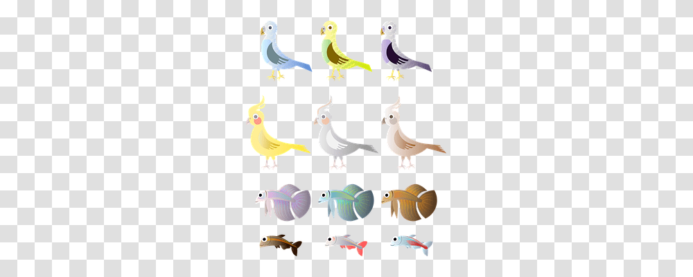 Bird Animals, Fowl, Dodo Transparent Png