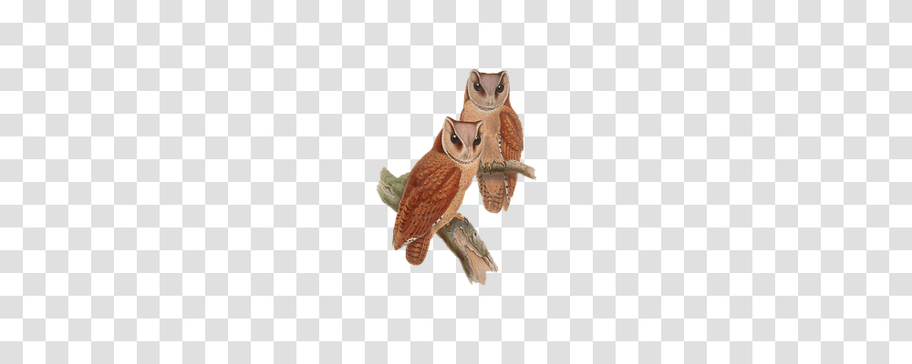 Bird Animals, Owl Transparent Png