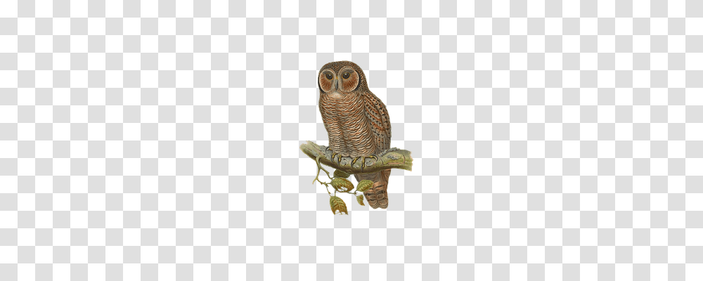 Bird Animals, Owl Transparent Png