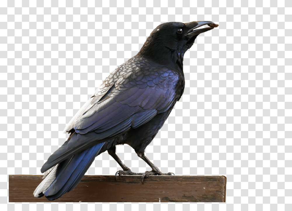 Bird 960, Animals, Crow, Blackbird, Agelaius Transparent Png
