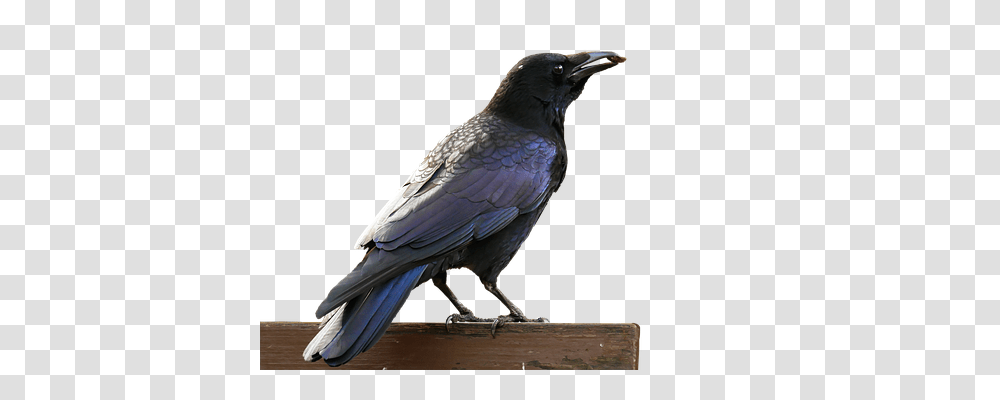 Bird Animals, Crow, Blackbird, Agelaius Transparent Png