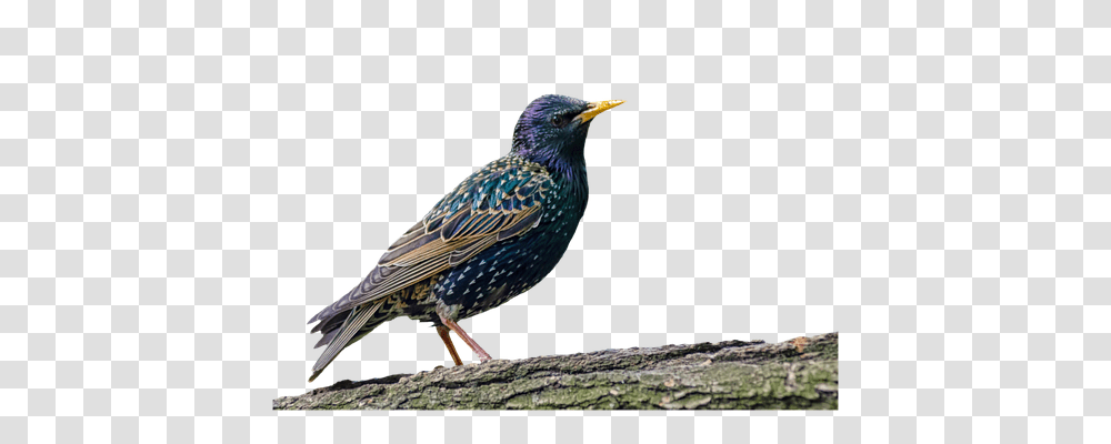 Bird Animals, Beak, Bluebird, Anthus Transparent Png