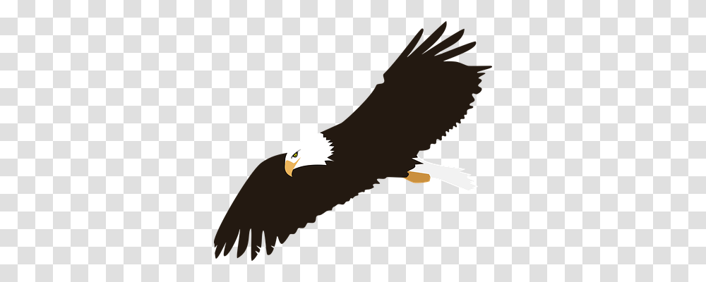 Bird Animals, Eagle, Bald Eagle, Flying Transparent Png