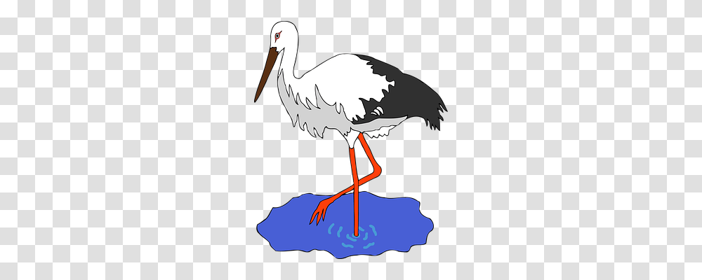 Bird Animals, Stork, Flamingo, Pelican Transparent Png