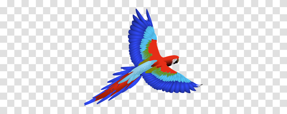 Bird Animals, Macaw, Parrot Transparent Png