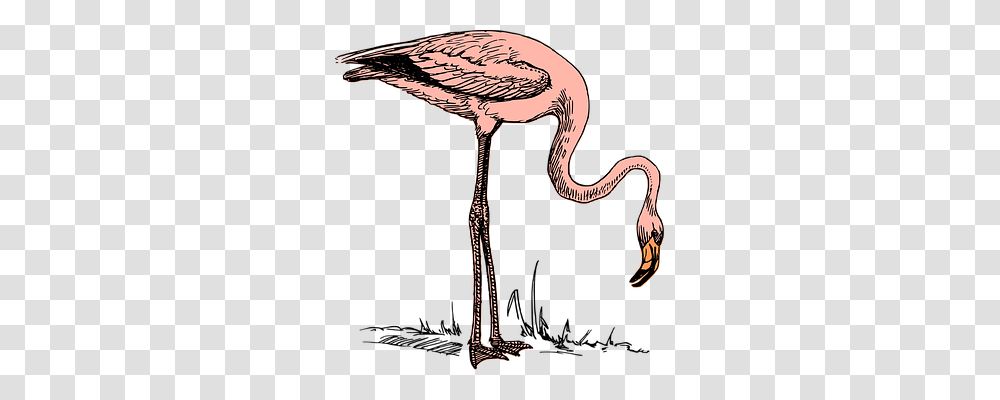 Bird Nature, Animal, Flamingo Transparent Png