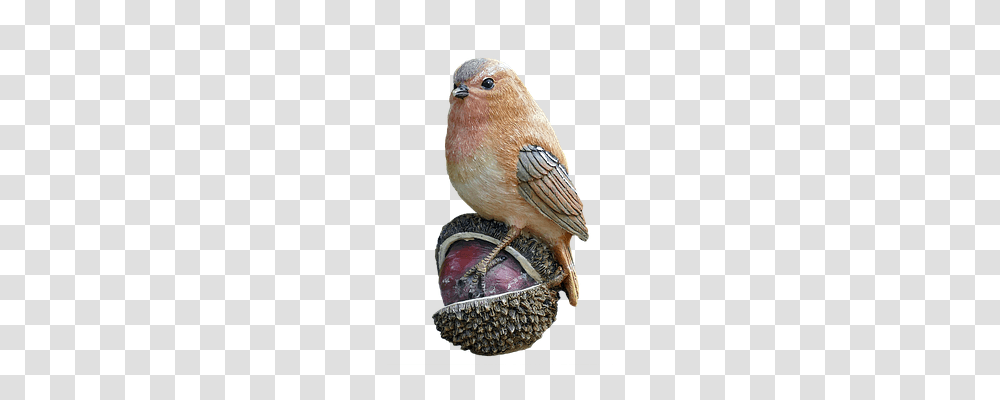 Bird Nature, Finch, Animal, Beak Transparent Png