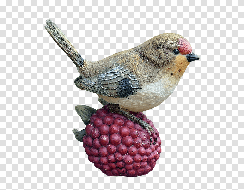 Bird 960, Animals, Plant, Finch, Fruit Transparent Png