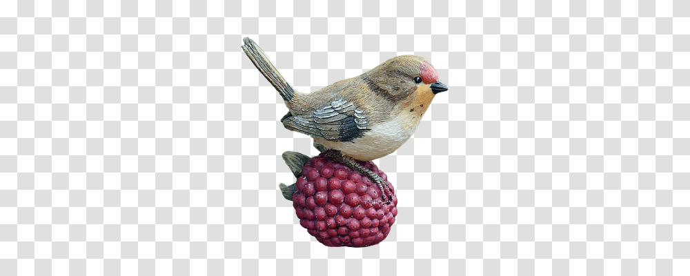 Bird Nature, Animal, Plant, Finch Transparent Png