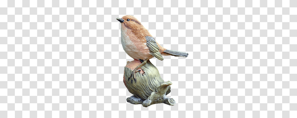 Bird Animals, Finch, Jay, Bluebird Transparent Png