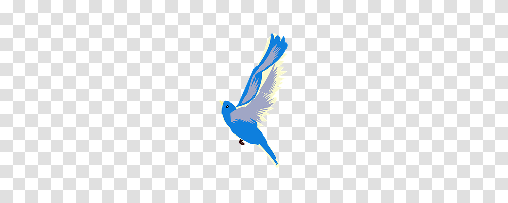 Bird Nature, Bluebird, Animal, Jay Transparent Png