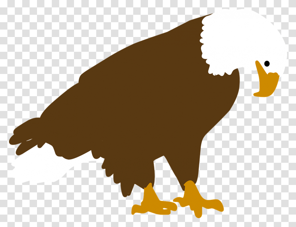 Bird 960, Eagle, Animal, Vulture, Beak Transparent Png