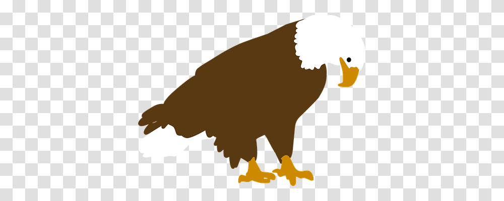 Bird Animals, Eagle, Vulture, Bald Eagle Transparent Png