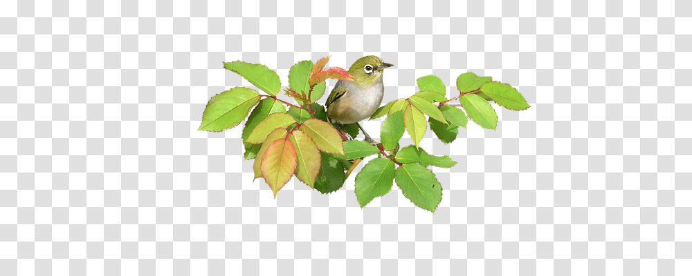 Bird Animals, Leaf, Plant, Finch Transparent Png