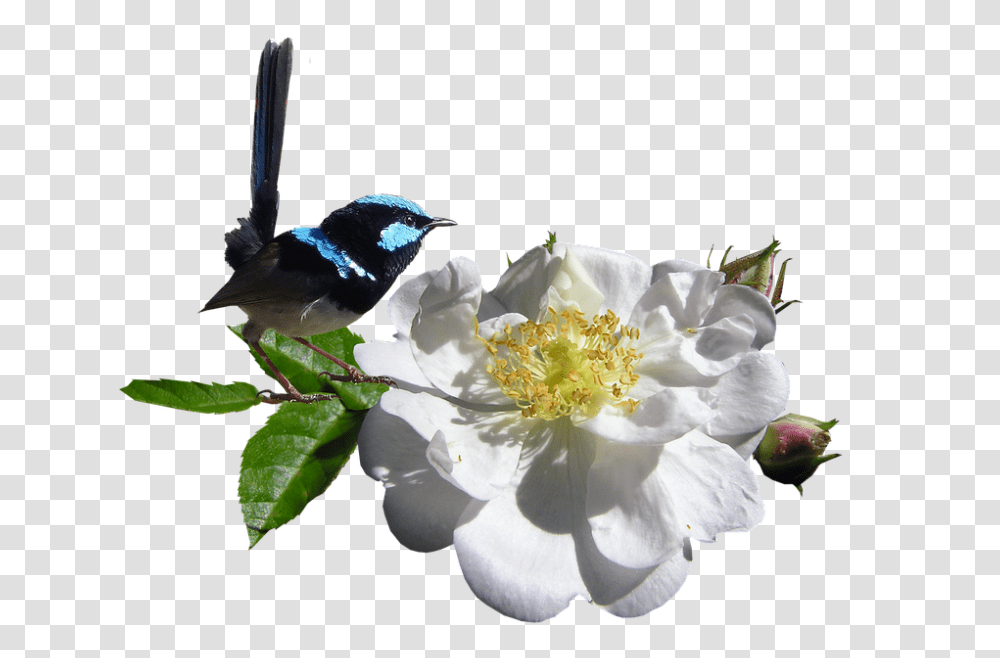 Bird 960, Animals, Plant, Pollen, Flower Transparent Png