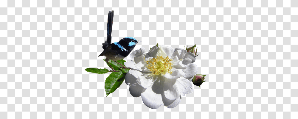 Bird Animals, Plant, Pollen, Flower Transparent Png