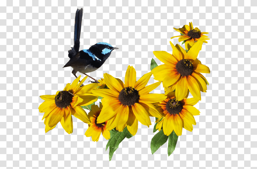 Bird 960, Flower, Plant, Animal, Daisy Transparent Png