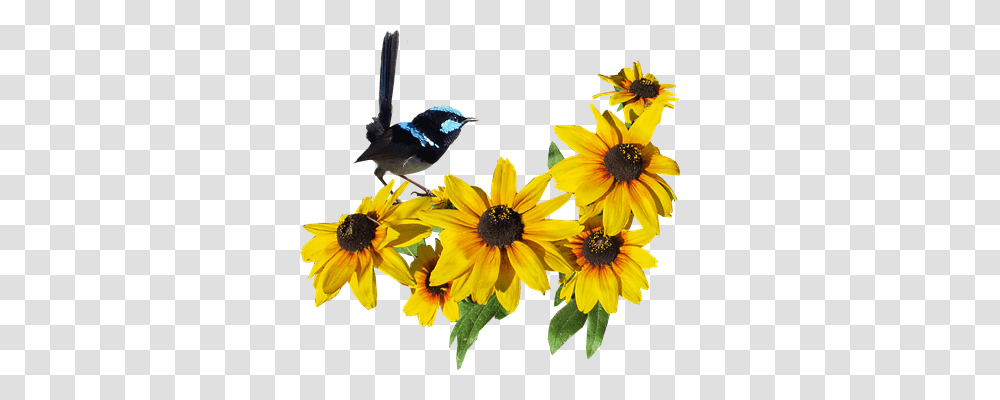 Bird Animals, Jay, Plant, Flower Transparent Png