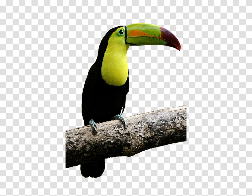 Bird 960, Animals, Toucan, Beak Transparent Png