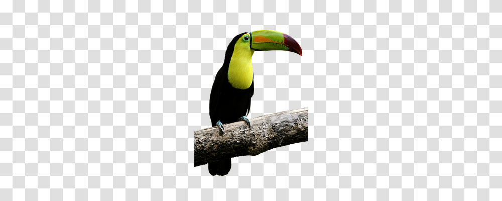 Bird Animals, Beak, Toucan Transparent Png