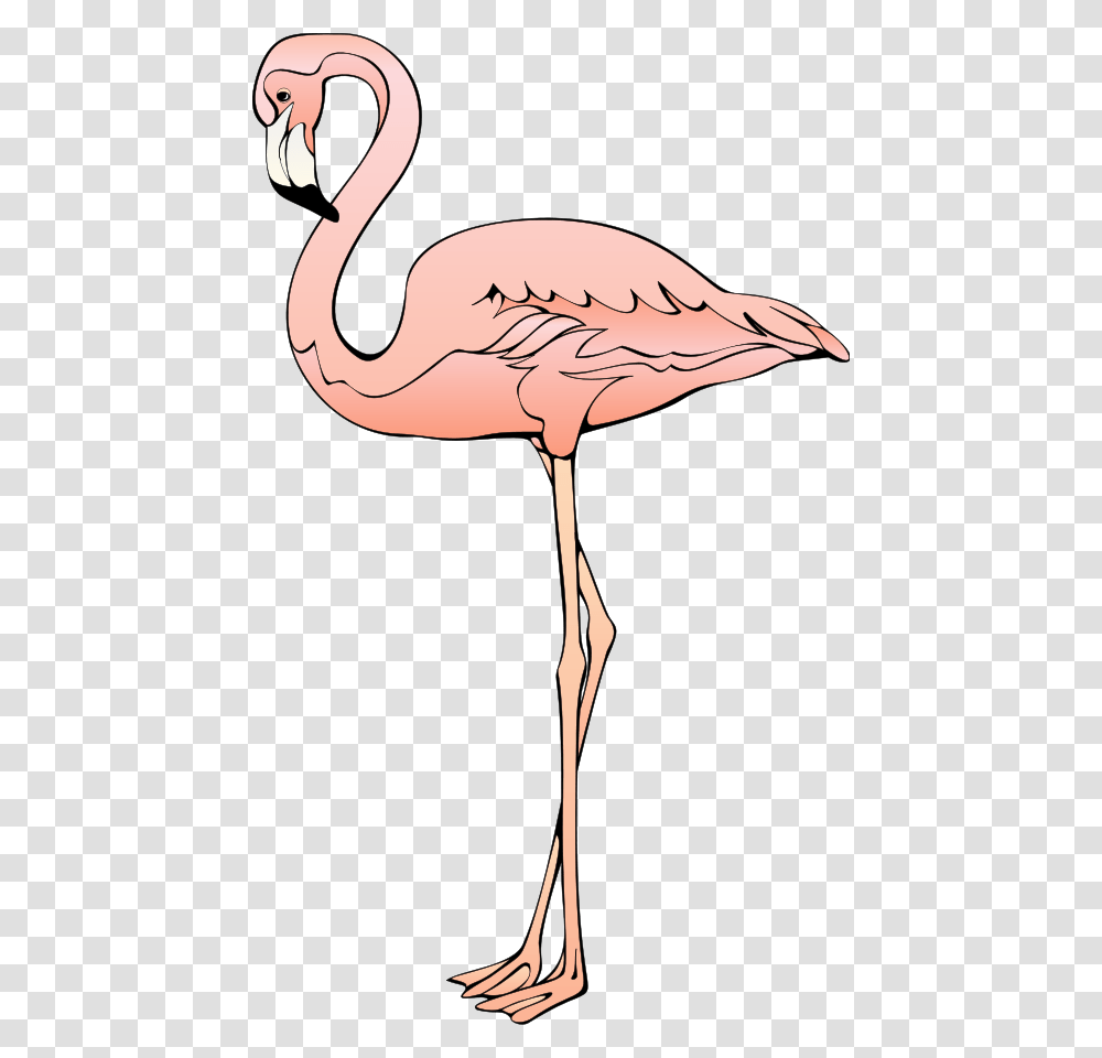 Bird 26 Svg Clip Arts Clip Art Background Flamingos, Animal Transparent Png