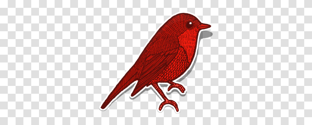 Bird Nature, Finch, Animal, Cardinal Transparent Png