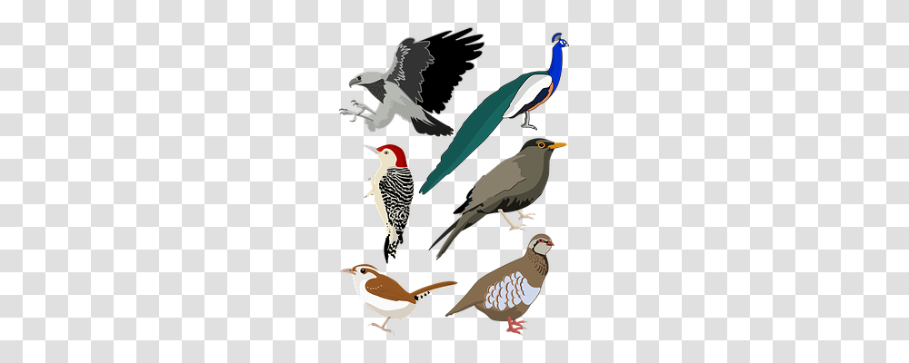 Bird Technology, Animal, Woodpecker, Flicker Bird Transparent Png