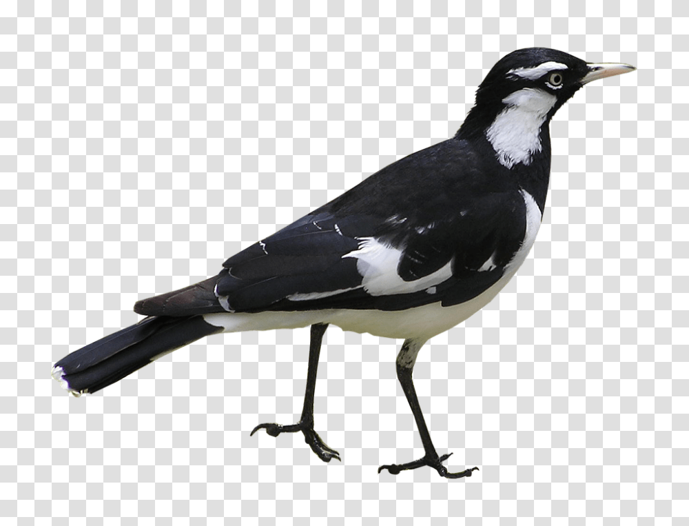 Bird 960, Animals, Beak, Magpie Transparent Png