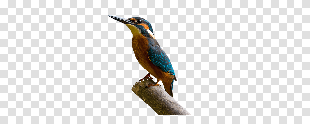 Bird Nature, Animal, Bee Eater, Jay Transparent Png