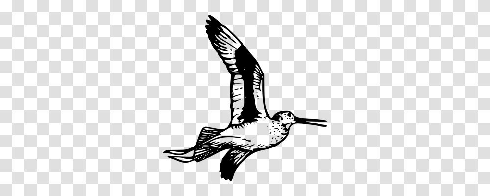 Bird Holiday, Animal, Sea Life, Seagull Transparent Png