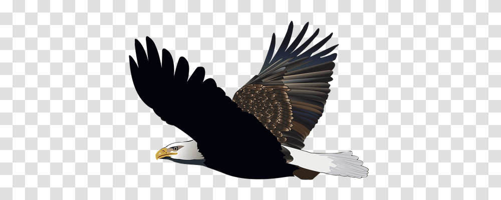 Bird Nature, Eagle, Animal, Bald Eagle Transparent Png
