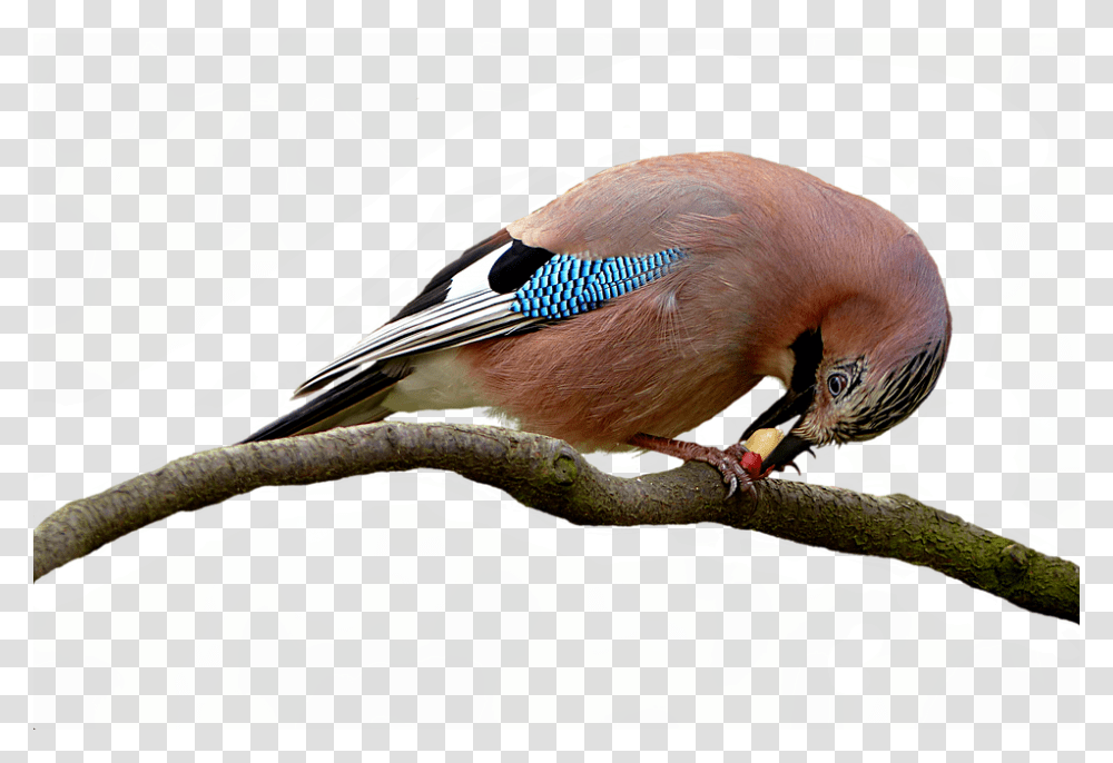 Bird 960, Animals, Jay, Blue Jay, Leaf Transparent Png