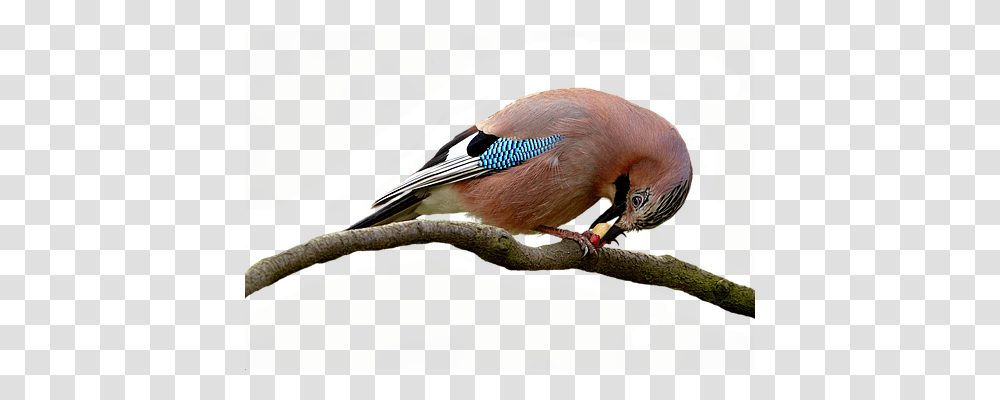 Bird Nature, Jay, Animal, Blue Jay Transparent Png