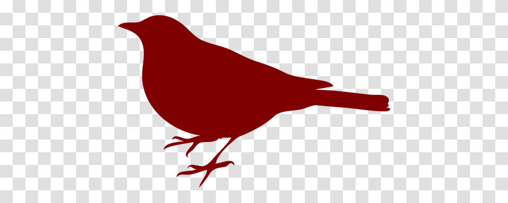 Bird Animals, Finch, Cardinal, Canary Transparent Png