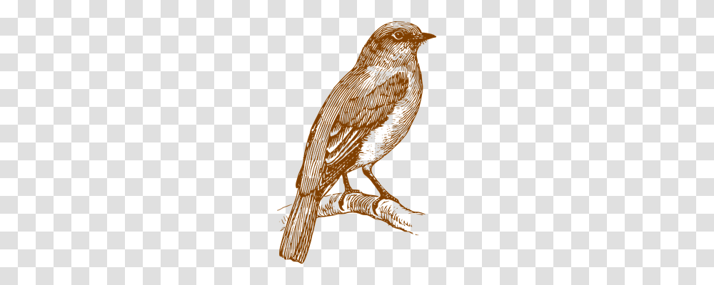 Bird Animals, Quail, Kiwi Bird, Finch Transparent Png