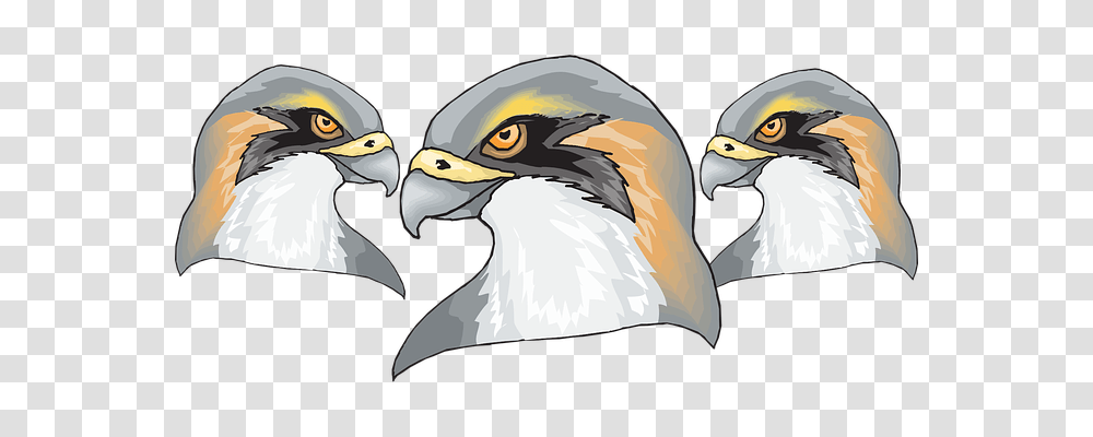 Bird Nature, Eagle, Animal, Beak Transparent Png