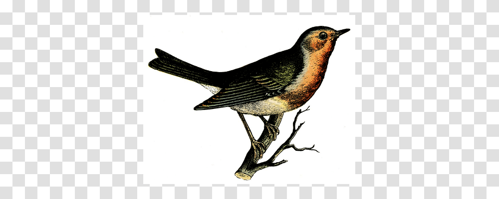 Bird Animal, Beak, Finch, Wren Transparent Png