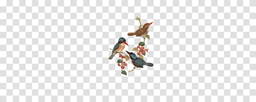 Bird Animals, Jay, Tree, Plant Transparent Png