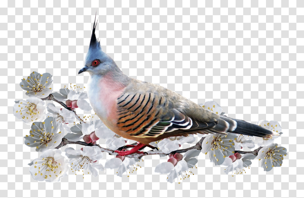 Bird 960, Animals, Dove, Pigeon, Plant Transparent Png