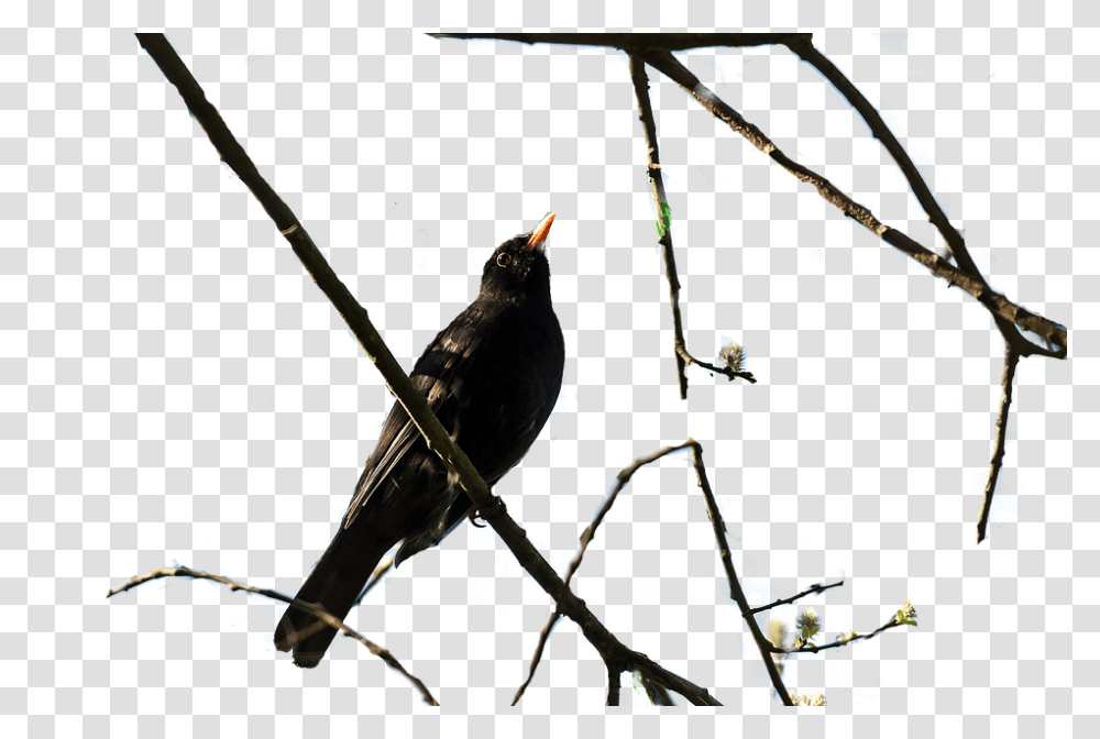 Bird 960, Nature, Animal, Jay, Blue Jay Transparent Png