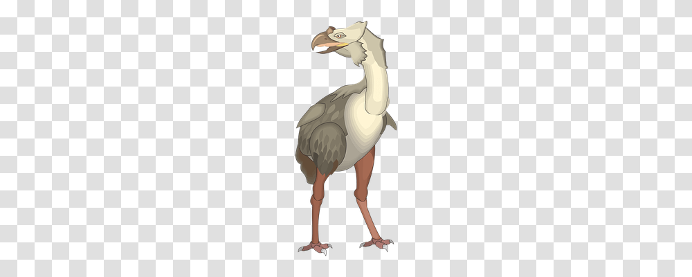 Bird Animals, Dodo, Pelican, Person Transparent Png