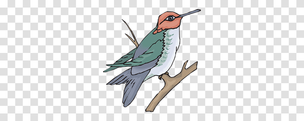 Bird Animals, Hummingbird, Beak Transparent Png