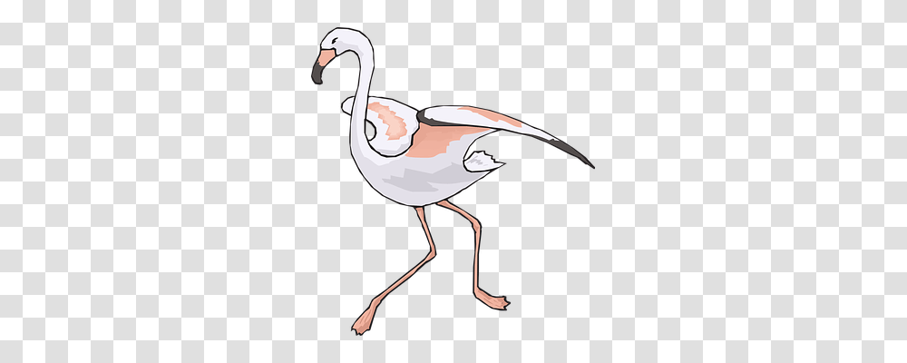 Bird Animals, Flamingo, Sunglasses, Accessories Transparent Png