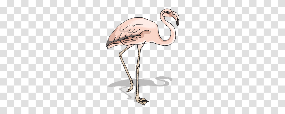 Bird Animals, Flamingo, Beak Transparent Png