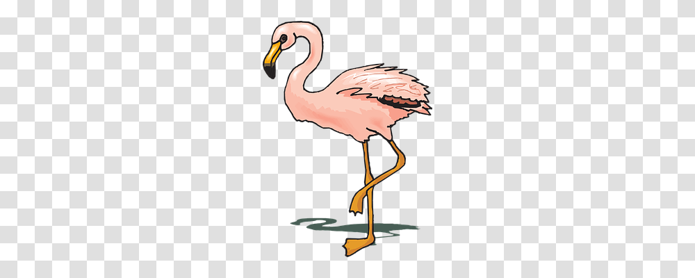 Bird Animals, Flamingo Transparent Png