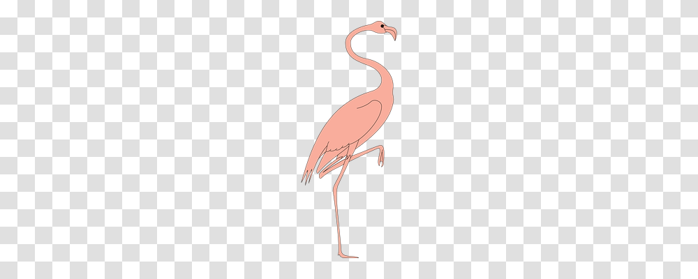 Bird Animals, Flamingo, Beak Transparent Png