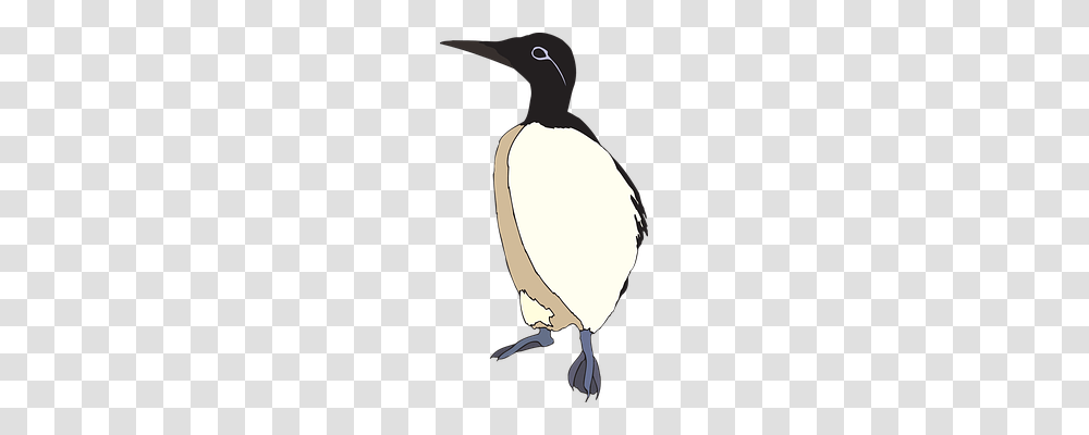 Bird Animals, Person, Human, Penguin Transparent Png