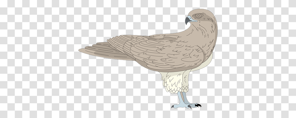 Bird Animals, Vulture, Condor, Eagle Transparent Png