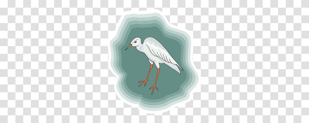 Bird Animal, Waterfowl, Stork, Painting Transparent Png