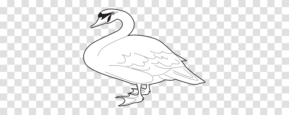 Bird Animals, Goose, Duck, Swan Transparent Png